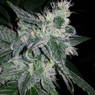 Fukushima (Lemon pie phenotype)