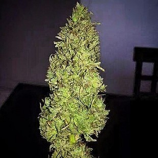 Bright Moments X Chocolope Kush
