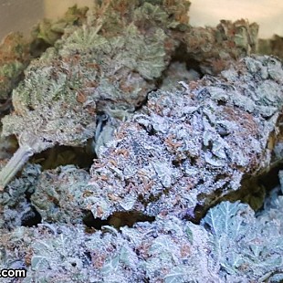 SG Peak Dispensary Denver Uncle 
