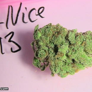 SG Mr Nice G13 Prix DAmi Amsterd