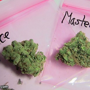 SG Master Kush Mr Nice G13 Prix 