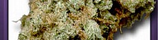 Silver Haze