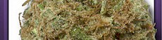 White Widow Special