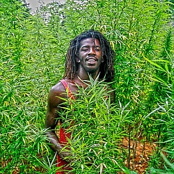 jamaica[1]