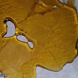 SG US NorCal Cannabis Cup 2015 E