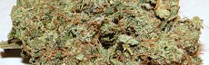 Blueberry Haze