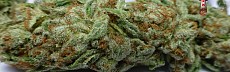 Cookies Kush