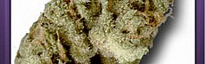 Northern Lights 5 Haze