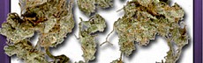 OG Pure Equatorial Sativa