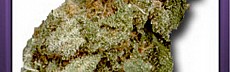 Amnesia Haze
