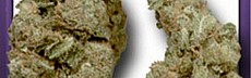 Amnesia Haze
