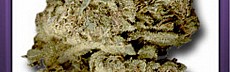 Big Buddha Cheese