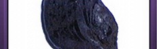 Black Bombay