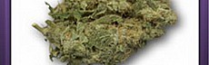 Blue Haze