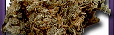 Brainstorm Haze - G-13