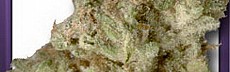 Bubblegum