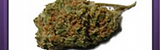 Bublegum (2)