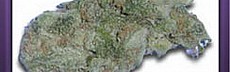 Bubblegum (3)