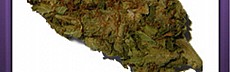 Bubblegum