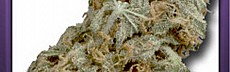 Buddha Haze