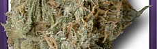 Ghandi Sativa