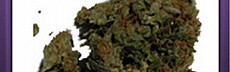 Desert Weed