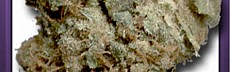 Sour Diesel 