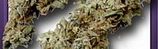 Diesel Haze