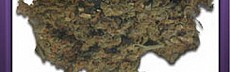 Domina Haze