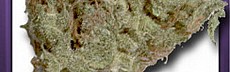 Hollywood Haze