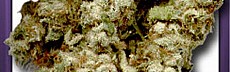 Harlem Diesel