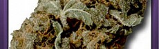 Hash Heaven Haze