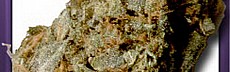 Hash Plant