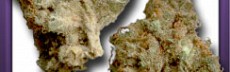 Hash Plant Haze