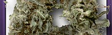Hawaiian Haze