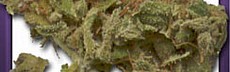 Haze Gold