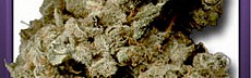 Haze Silver Pearle