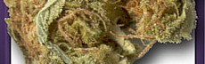 Hindu Kush
