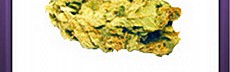 Jack Herer