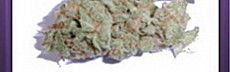 Jack Herer (2)