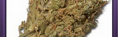 Juicy Fruit