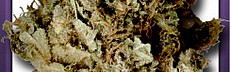 Mako Haze