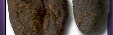 Malana Cream I