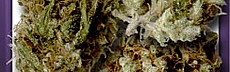 Martian Mean Green