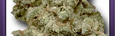 Mexican Haze