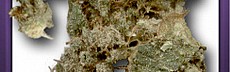 Mexican Haze