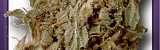 Mongolian Indica