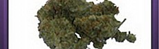 Northern Lights