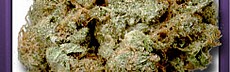 Northern Lights