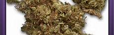 NYC Diesel